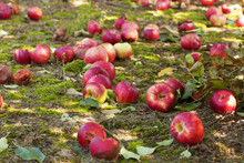 Apples On The Ground