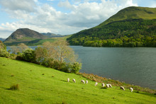 Sheep Pastures In The English Lake District.  Cumbria. UK.