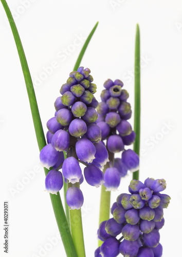 Tapeta ścienna Muscari Muscari
