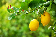 Yellow Lemons Hanging On Tree