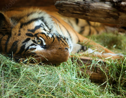 Tapeta ścienna Tygrys w zoo w san diego.