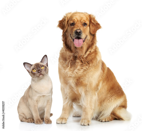 Dekoracja na wymiar  kot-i-pies-razem