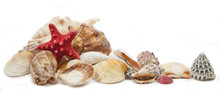 Shells On A White Background