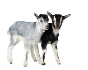 Wall Mural - little goat isolated