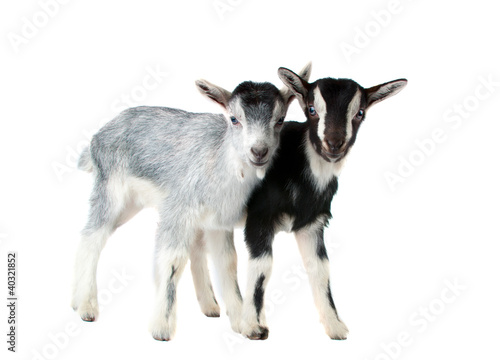 Fotografia  little goat isolated