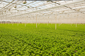 Wall Mural - Small  Chrysanthemum plants in a Dutch flower nursery