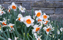 Fresh Spring Narcissus Flowers Outdoors