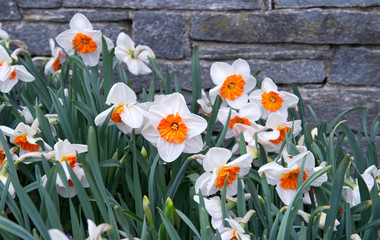 Canvas Print - fresh spring narcissus flowers outdoors