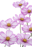 cosmos