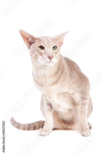 Oriental Cat Sitting On Isolated White Buy This Stock Photo And