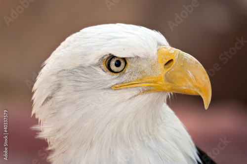 Board z aluminiowym obramowaniem American bald eagle