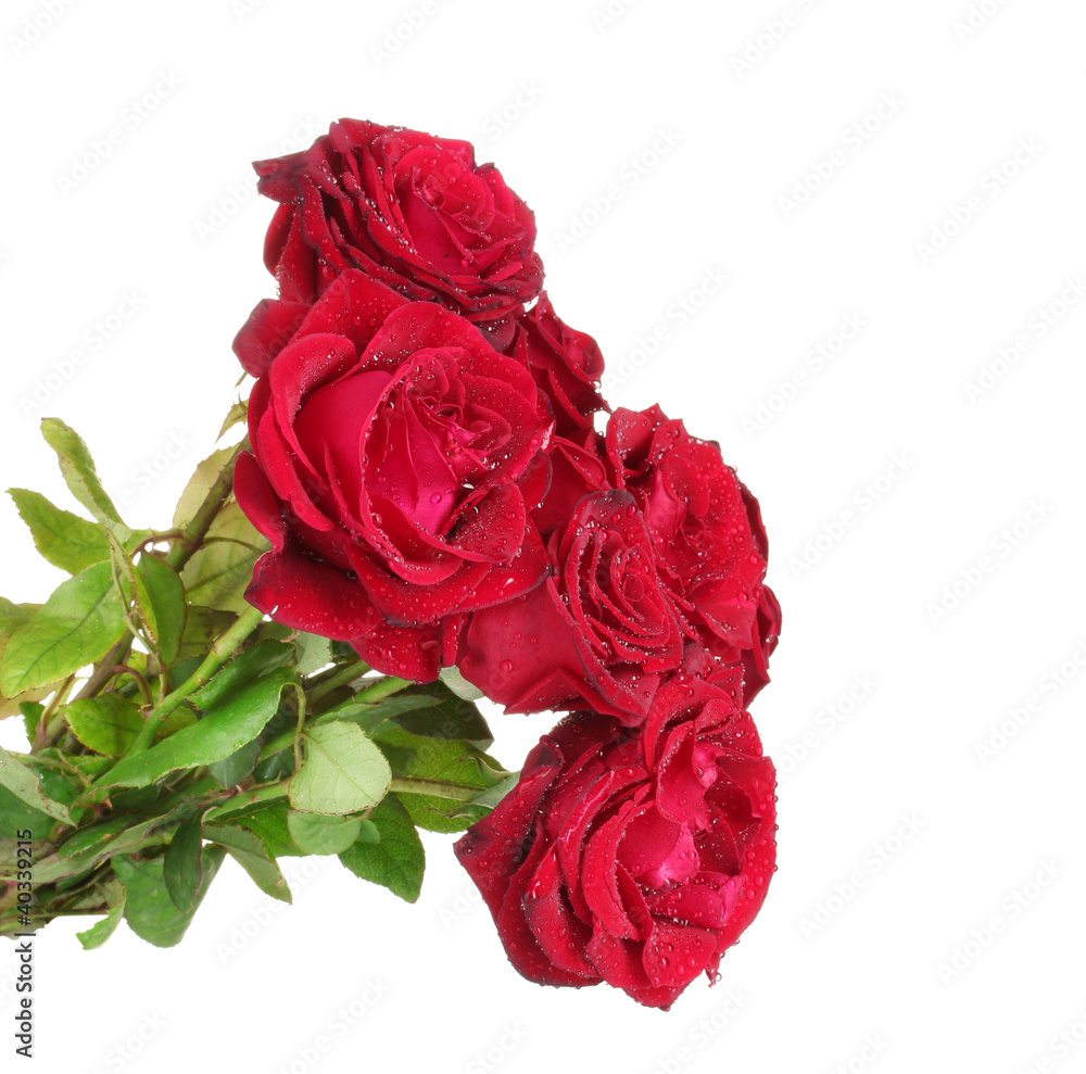 beautiful bouquet of red roses isolated on white
