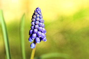 Poster - Blue flowering Grape Hyacinth close up