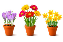 Spring Colorful Flowers In Pots. Vector