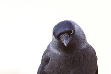 Jackdaw Portrait With A White Background