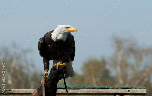 Board z aluminiowym obramowaniem American bald eagle na ręce sokolnika