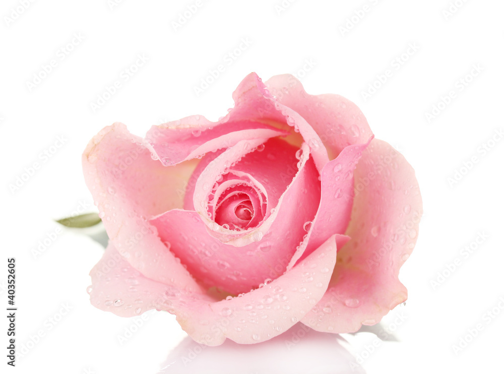 Pink rose isolated on white