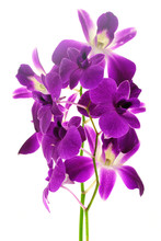 Violet Orchid Isolated On White Background