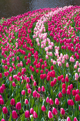 Wall Mural - field of tulips