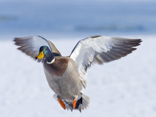 Incoming Mallard