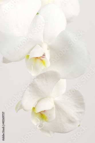 Obraz na płótnie canvas dwuczęściowy "dyptyk" Zbliżenie orchidei