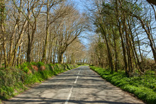 An English Country Road Through Trees, The B3315 In Cornwall.