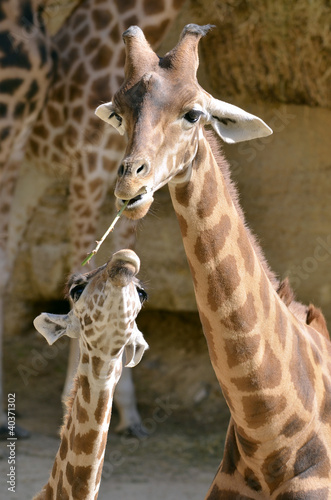 Obraz na płótnie canvas Żyrafa (giraffa camelopardalis) z dzieckiem