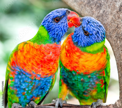 Fototapeta na wymiar Australian rainbow lorikeets in nature surrounding