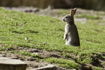 The Cottontail Rabbit Alert For Predators