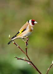 Wall Mural - Goldfinch (Carduelis carduelis)