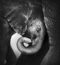 Baby Elephant Seeking Comfort