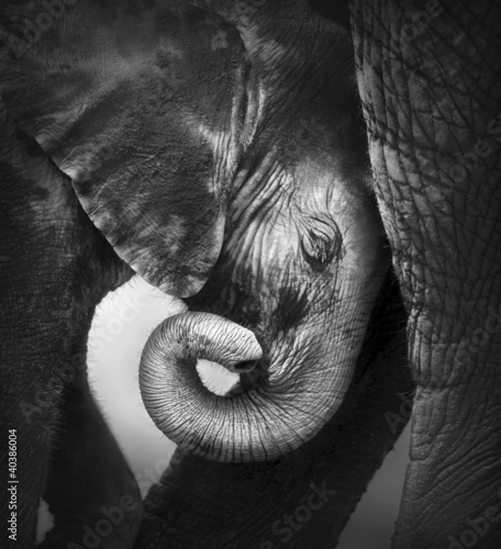 Fototapeta dla dzieci Baby elephant seeking comfort