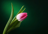 tulip with water drops on dark green background