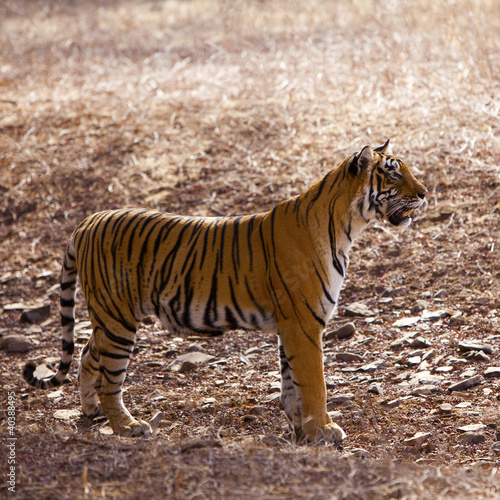 Tapeta ścienna Czujny tygrys, park narodowy ranthambore - Radżastan