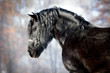 Black draft horse portrait in winter