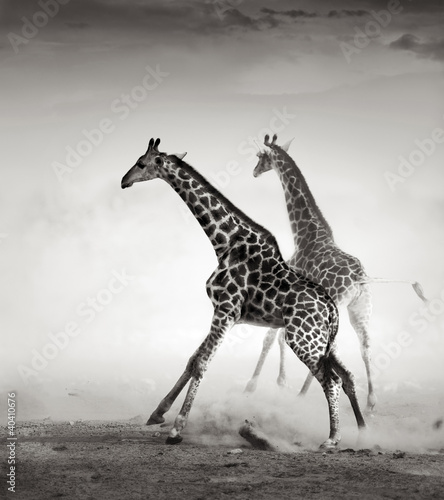 Fototapeta na wymiar Giraffes fleeing