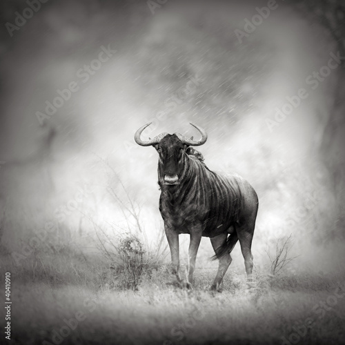 Plakat na papierze fotorealistycznym Niebieski gnu w rainstorm