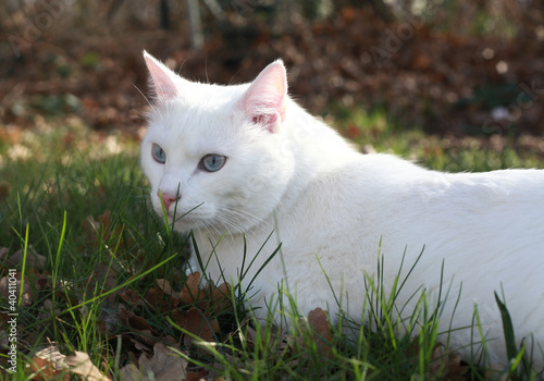 Chat Blanc Aux Yeux Bleus Buy This Stock Photo And Explore