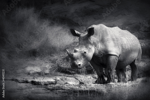 biala-nosorozec