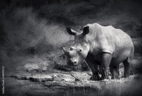 Naklejka nad blat kuchenny White Rhinoceros