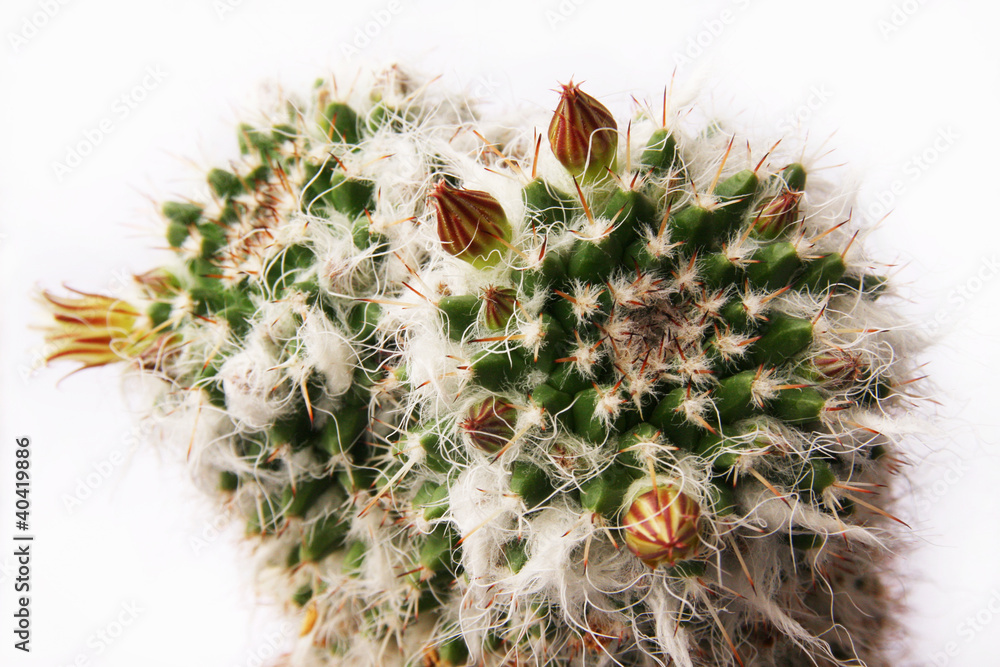 Cactus - Mammillaria - obrazy, fototapety, plakaty 