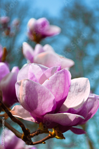Board z aluminiowym obramowaniem Magnolie kwiatowe