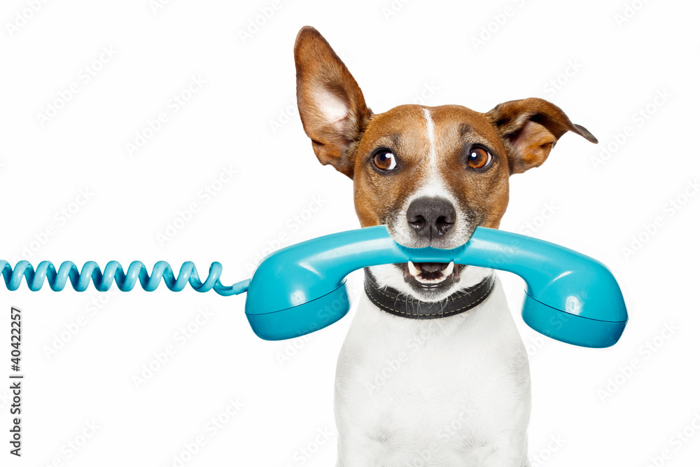 dog on the phone and looking th the side - obrazy, fototapety, plakaty 