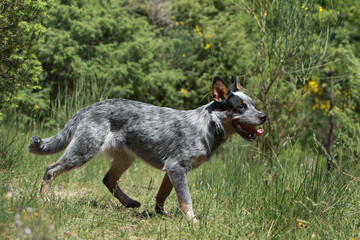 Wall Mural - australian cattle dog running