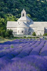 Sticker - Senanque abbey with lavender field, Provence, France