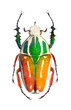 The Goliath beetle (Scarabaeidae).