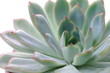 Kaktus na białym tle