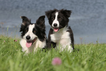 Wall Mural - jeune border collie et sa maman