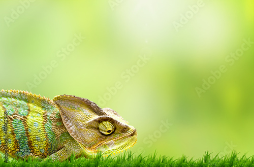 Naklejka samoprzylepna Kameleon na pięknej zielonej trawie