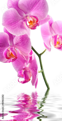 Obraz na płótnie canvas Różowa orchidea